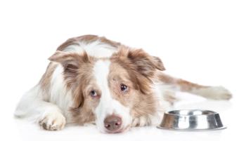 sad dog