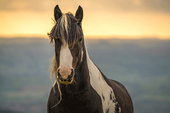 veterinary_Horse_pic_SubmittedbyMorrisAnimalFoundation_450.gif