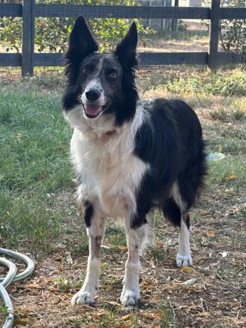 Surgeons reconstruct border collie’s skull after horse kick fractures facial bones
