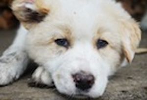 Is Babesiosis Declining in South Africa?