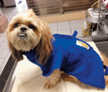veterinary_Burdsa_950230-801630-1384156154523.jpg