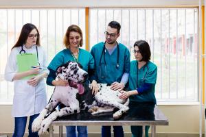 October crossword puzzle: Happy National Veterinary Technician Week!
