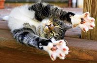 veterinary_declaw-645741-1384408540007.jpg