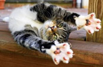veterinary_declaw-645741-1384408540007.jpg