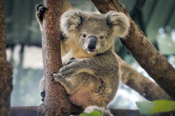 koala