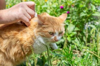 Parasite prevention