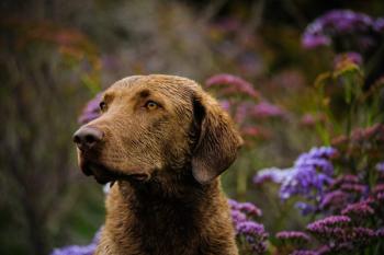 dog in grass