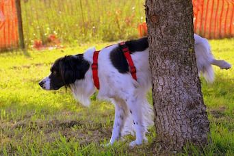 why do dogs sniff other dogs pee