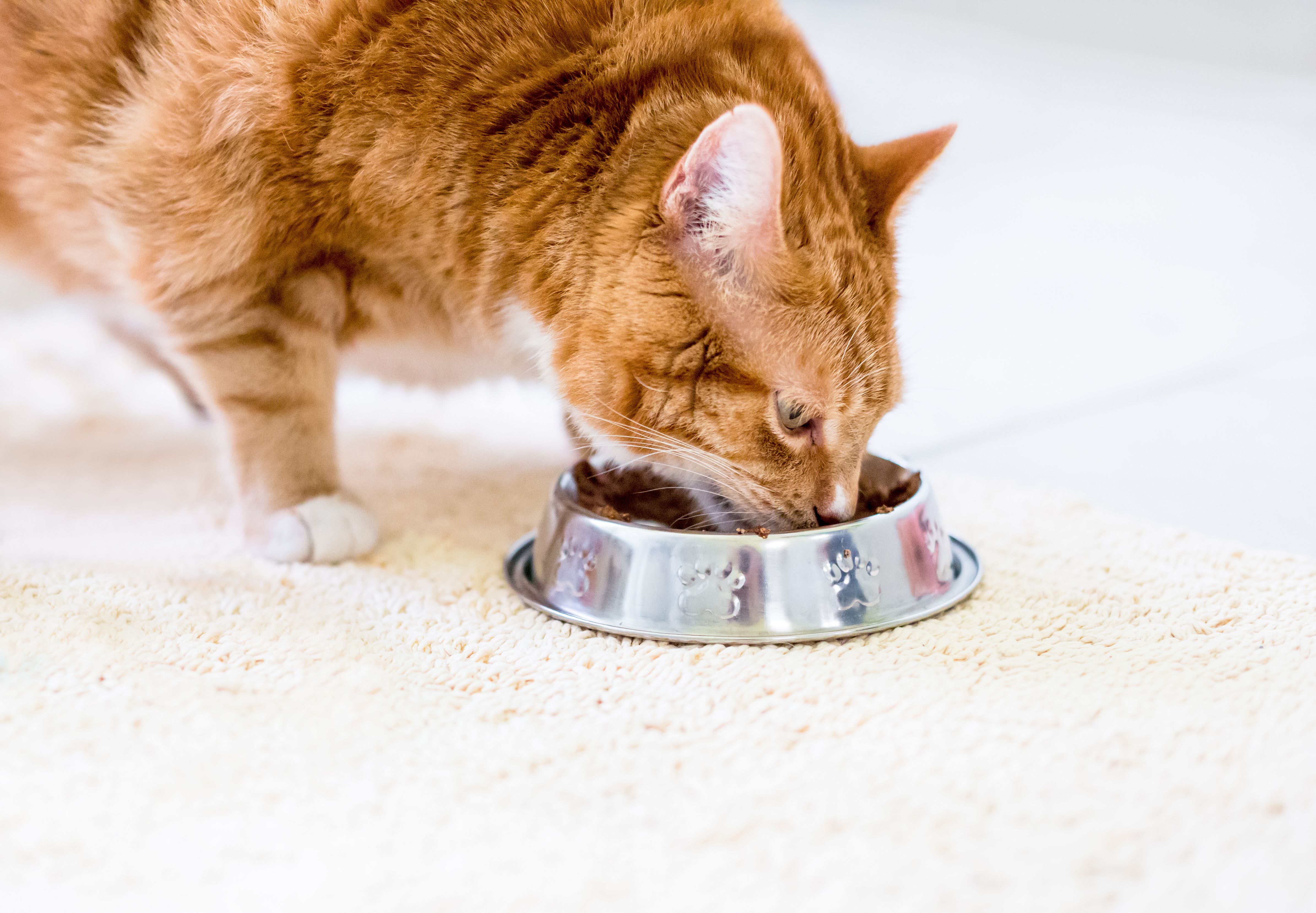 Updates in nutritional management of feline diabetes mellitus