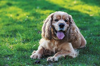 veterinary-dog-breed-american-cocker-spaniel-on-a-green-grass-450px-shutterstock-637620268.jpg