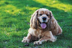 veterinary-dog-breed-american-cocker-spaniel-on-a-green-grass-450px-shutterstock-637620268.jpg