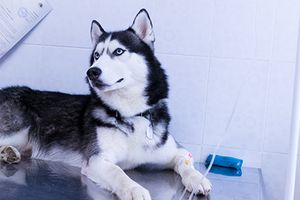 veterinary-dog-on-IV-fluids_AdobeStock_187718259-450.jpg