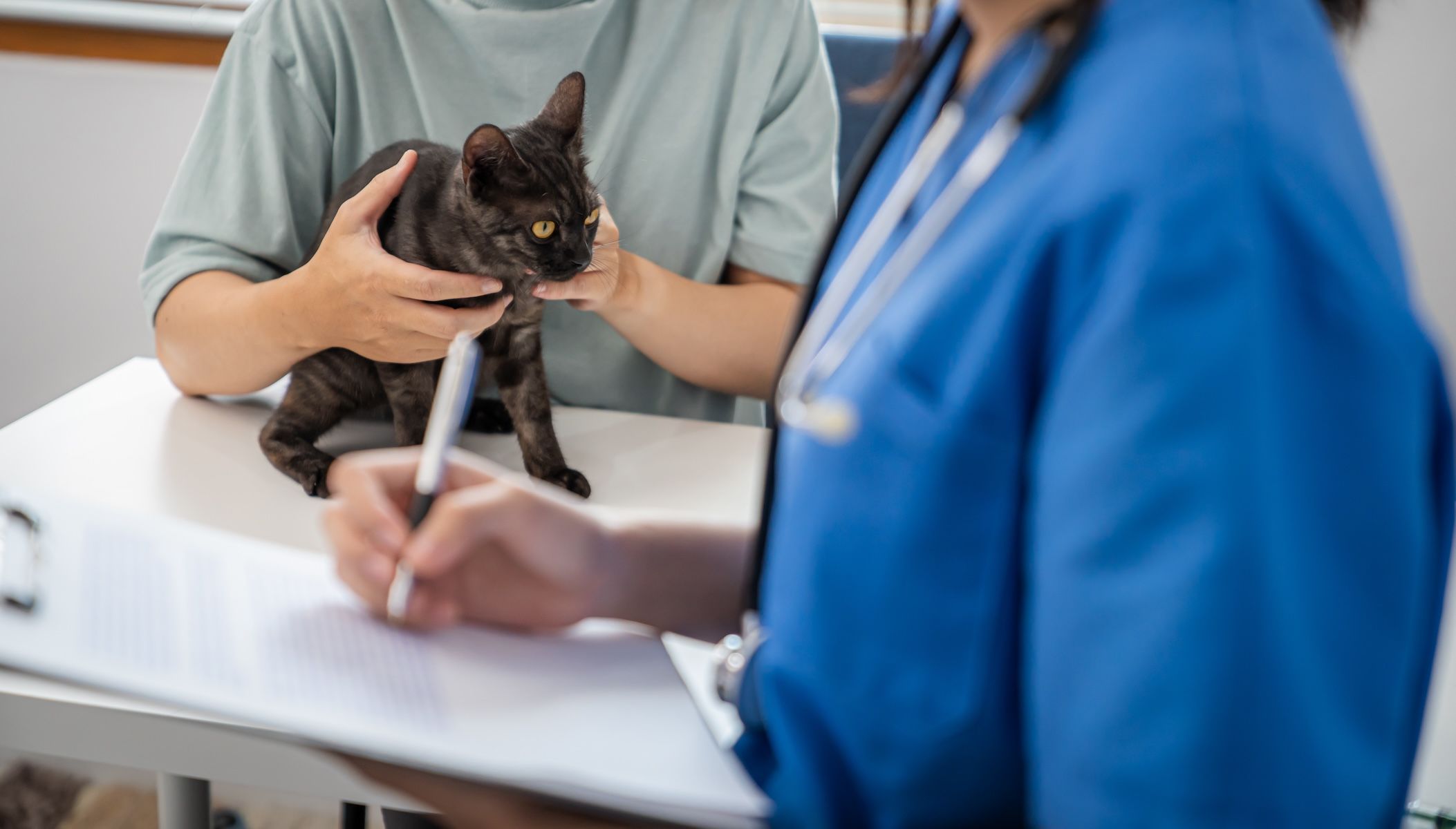 Veterinary consultation