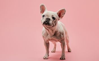 veterinary-dog-frenchie-brachy-boas-AdobeStock_250223739-450.jpg