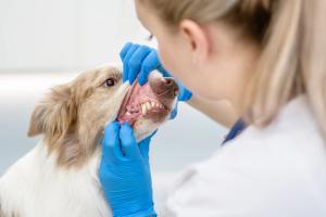 Better medicine, better business: Periodontal disease