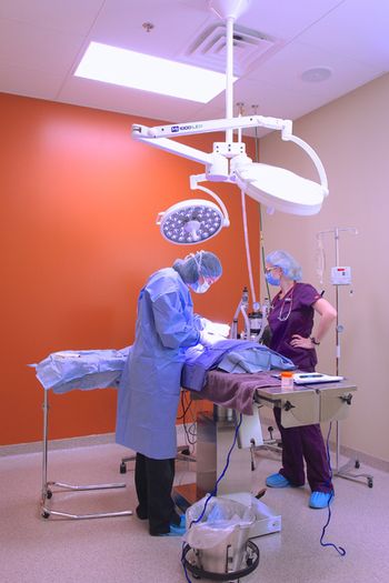 Finan-Animal-Hospital_EpoxyFlakeCoveBase.jpg