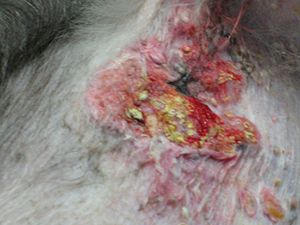 veterinary-imagequiz-calcinosis_cutis-450.jpg