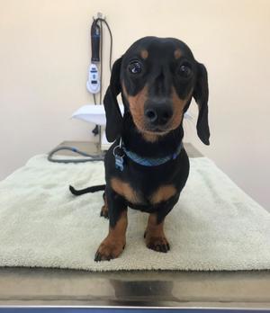 Veterinary scene down under: A new gene therapy trial for hemophiliac canines, plus IWC welcomes first veterinarian chair