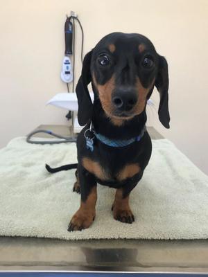 Veterinary scene down under: A new gene therapy trial for hemophiliac canines, plus IWC welcomes first veterinarian chair