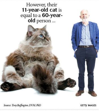 veterinary_stages_ages_2.jpg