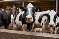 Avian influenza confirmed in dairy cattle in Washington for the first time