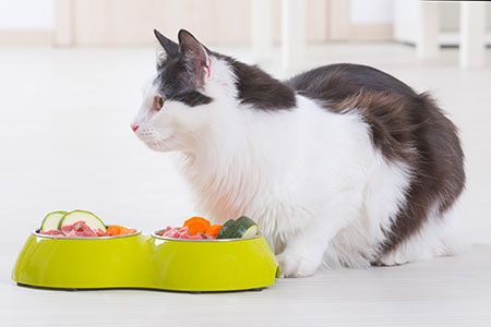 veterinary-cat-eating-food-raw-homemade-AdobeStock_106722426_450.jpg