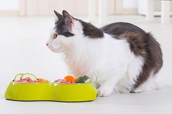veterinary-cat-eating-food-raw-homemade-AdobeStock_106722426_450.jpg