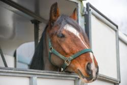 Study reveals CBD reduced transport stress in horses
