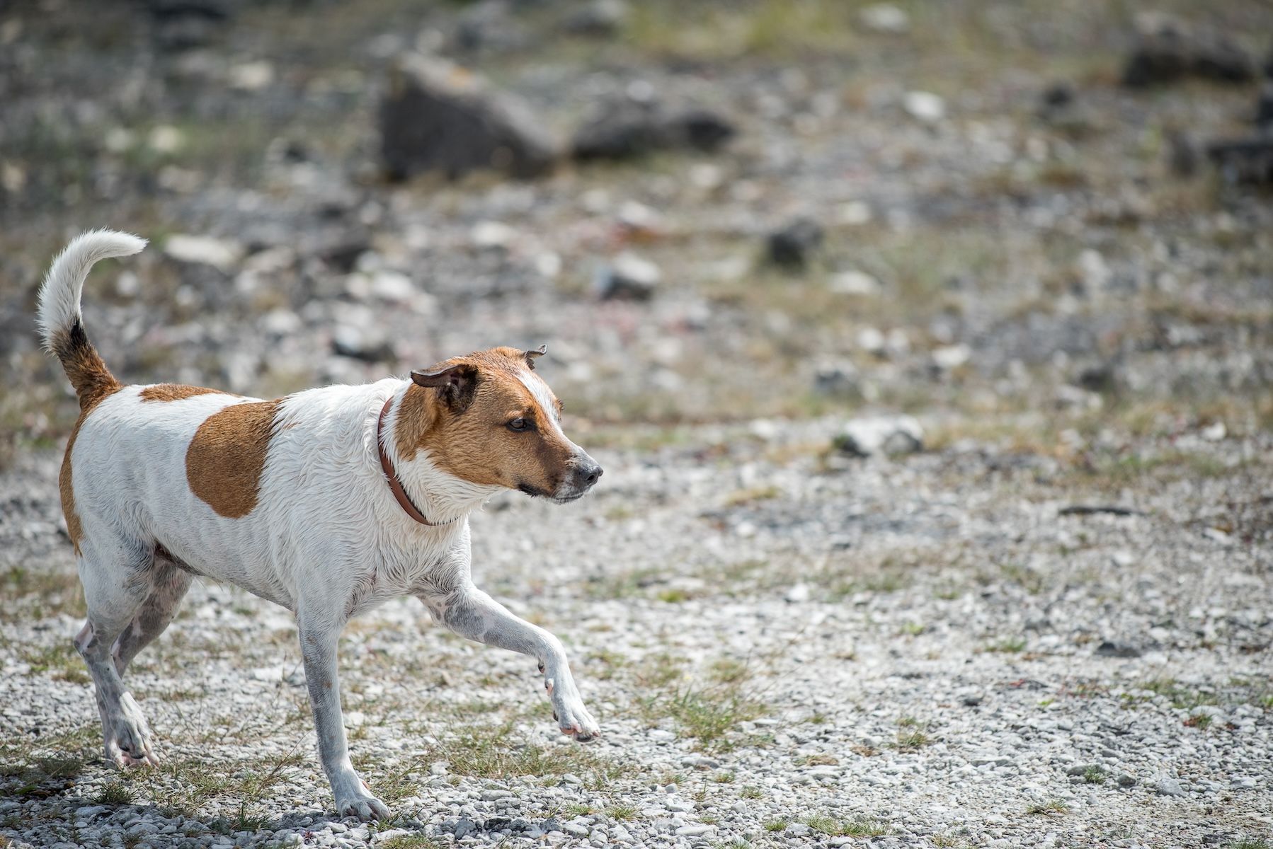 Danish Swedish farmdog