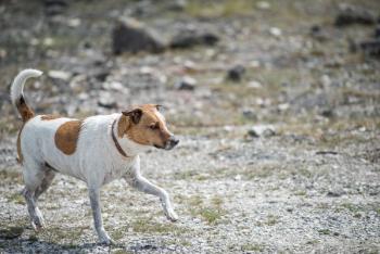 Danish Swedish Farmdog