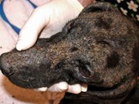 Managing MRSA, MRSP, and MRSS dermatologic infections in pets