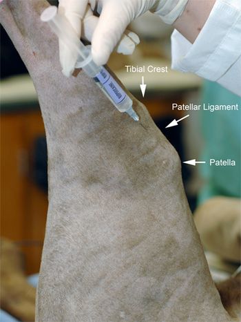 Fig2_Anesthesia-585255-1384521335289.jpg