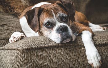 veterinary_boxer_senior_laying_on_couch_AdobeStock_105791135_450.jpg