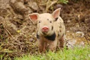 Are Disease-Resistant Pigs the Future?