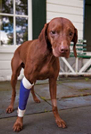 98898260_20_dog_cast-746110-1384181449236.jpg