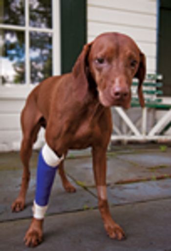 98898260_20_dog_cast-746110-1384181449236.jpg