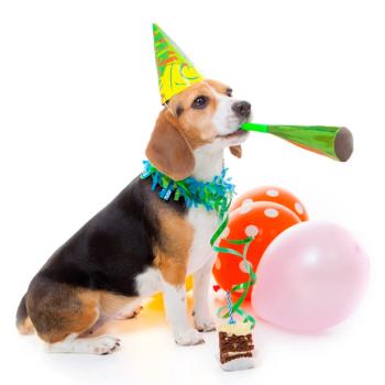 dog party