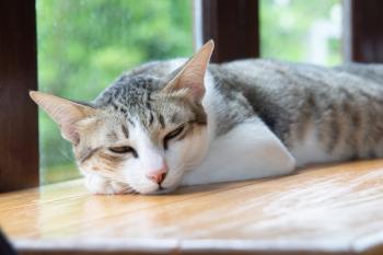 Lethargic cat