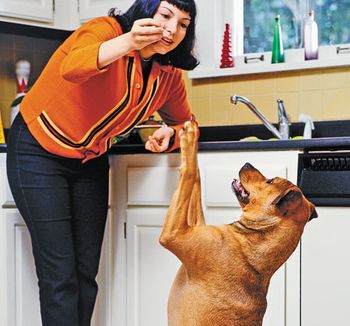 veterinary_dog_treat_eat_200269650_450.jpg
