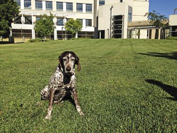veterinary_UCDavis_CED_Cyrus_460px_1.jpg