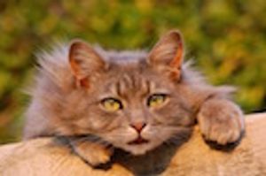 WVC 2017: Distinguishing Mental and Physical Disease in Cats