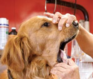 veterinary_infocus_gengler-653795-1384334223265.jpg