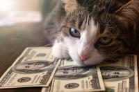 Consumers say veterinary care is among the last things they’d cut