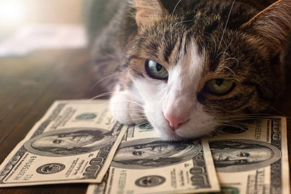 Consumers say veterinary care is among the last things they’d cut