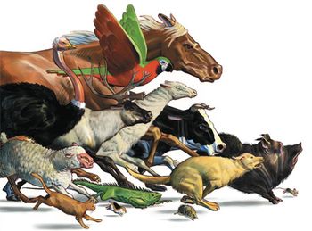 brock_stampede_450.jpg