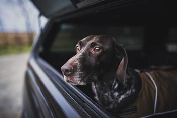 veterinary-a-hunting-dog-in-the-back-of-a-truck-450px-shutterstock-624871433.jpg