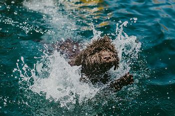 veterinary-dog-in-water-shutterstock-605358488-450.jpg