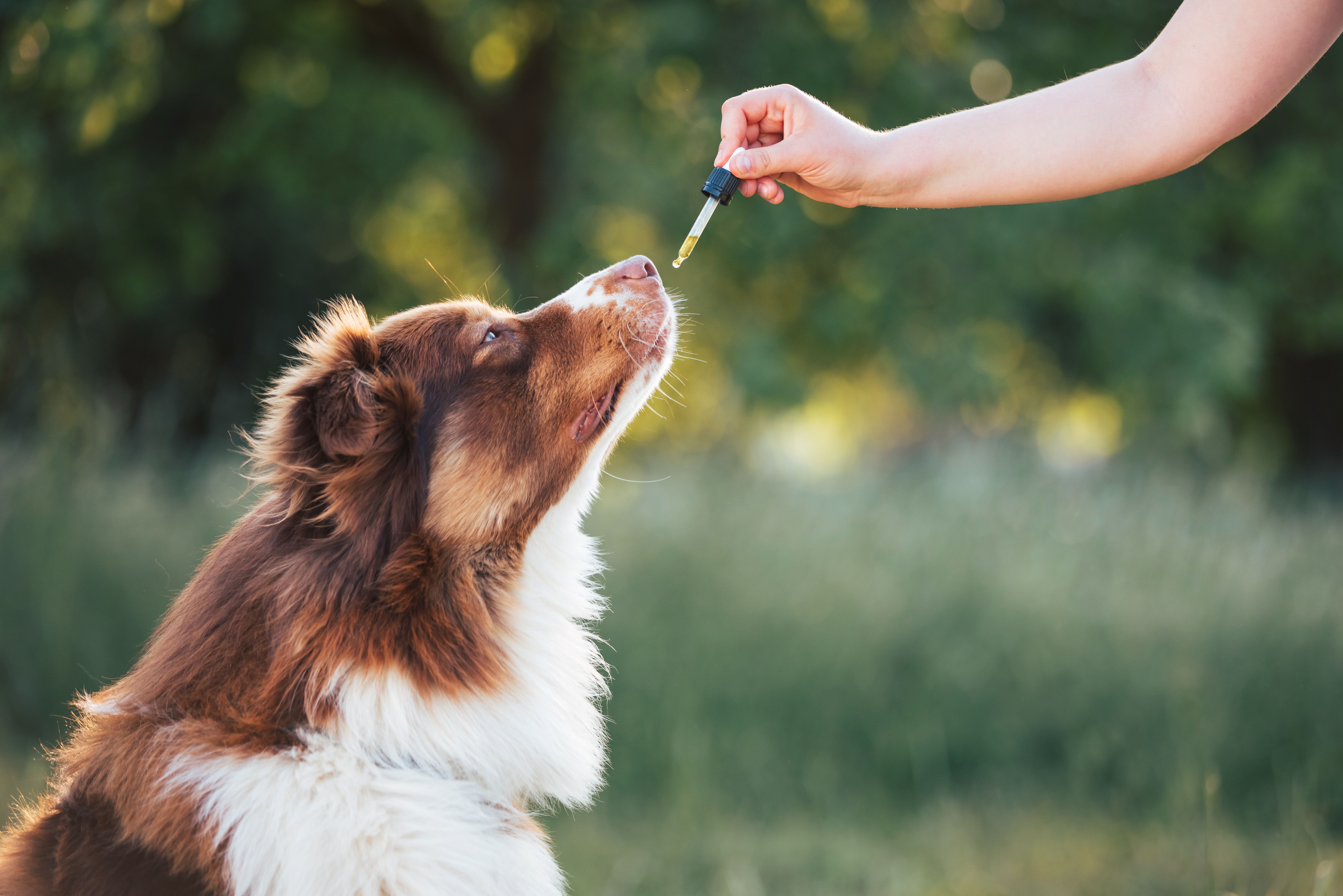 New study reveals CBD is effective at reducing canine stress