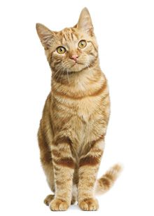 AAFP Announces New Guidelines For Feline Hyperthyroidism