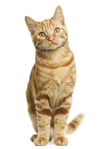 Veterinary_cat-sitting_220px_119574557.jpg